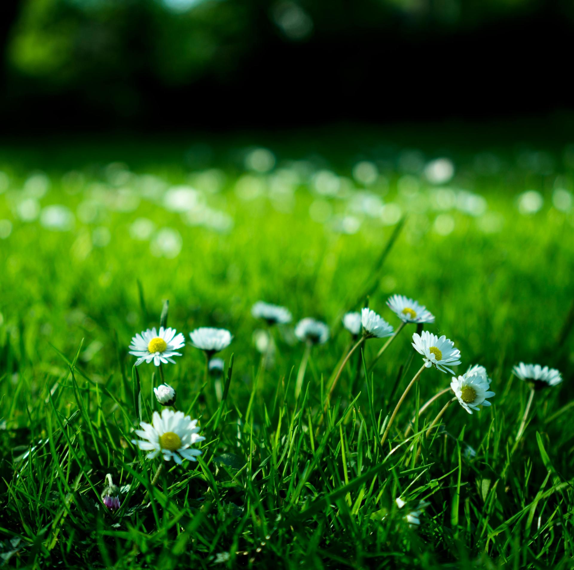 Entretien de jardin : conseils pour un espace extérieur sain